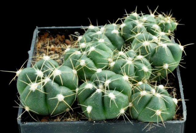 Gymnocalycium_horstii_1